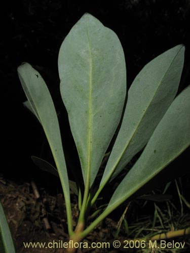 Image of Drimys andina (Canelo enano / Canelo andino). Click to enlarge parts of image.